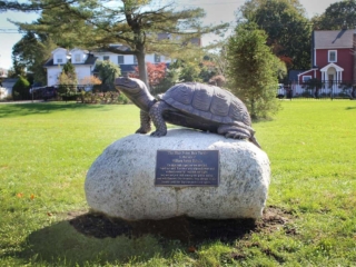 Blue Point Box Turtle IMG_0452