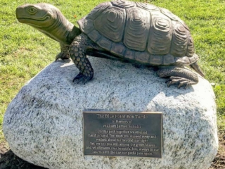Blue Point Box Turtle copy
