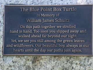 Blue Point Box Turtle img10