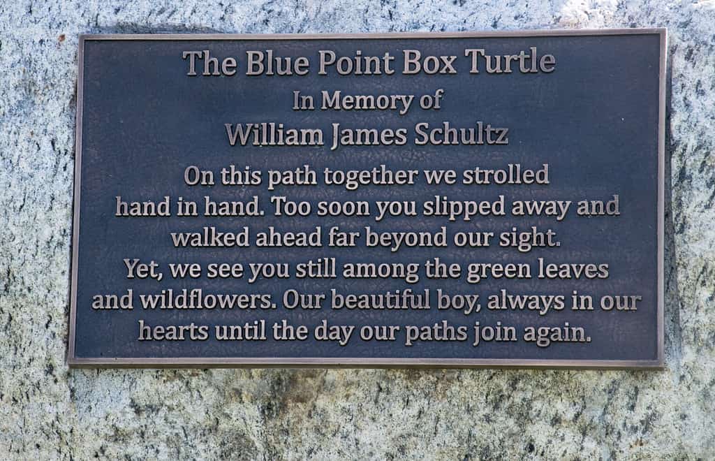 Blue Point Box Turtle img10