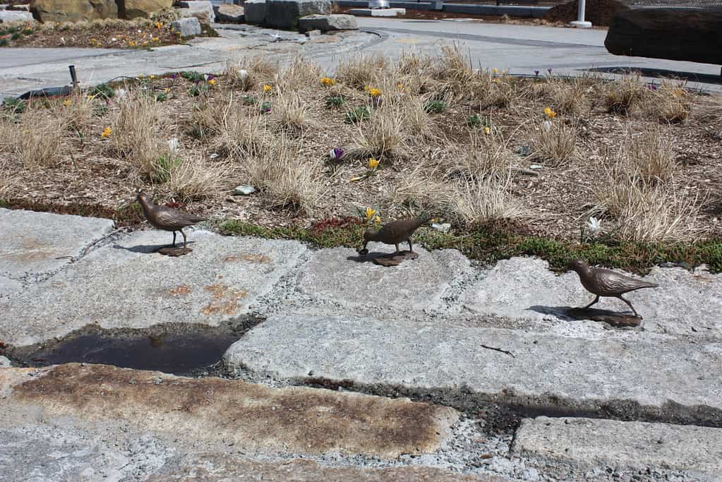 Tidal Stream IMG_9782