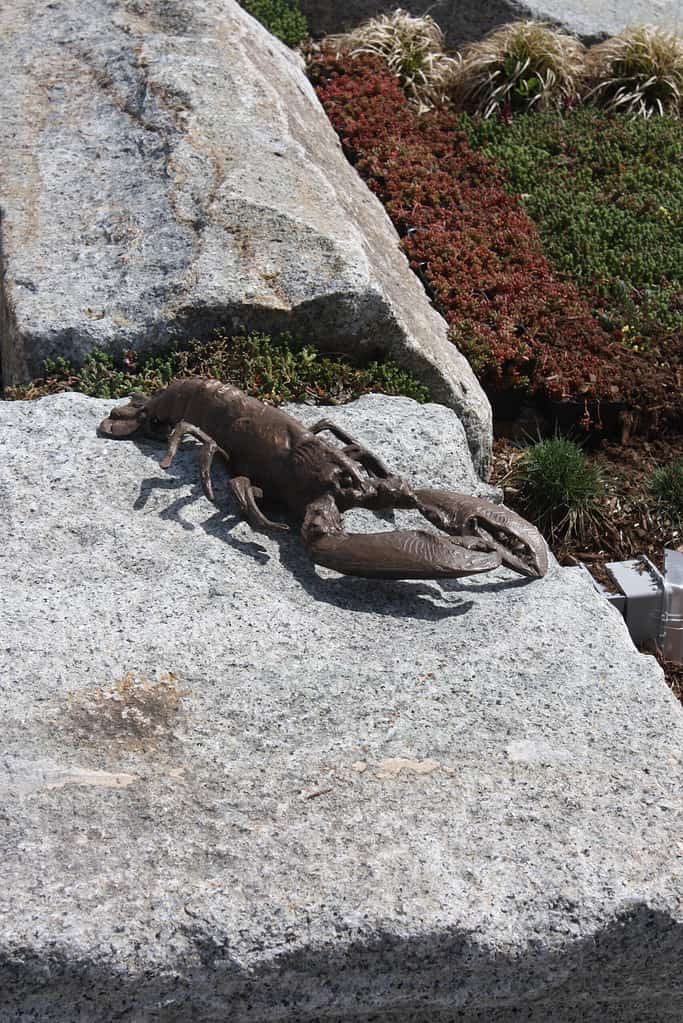 Tidal Stream IMG_9828