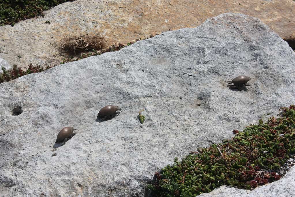 Tidal Stream IMG_9831