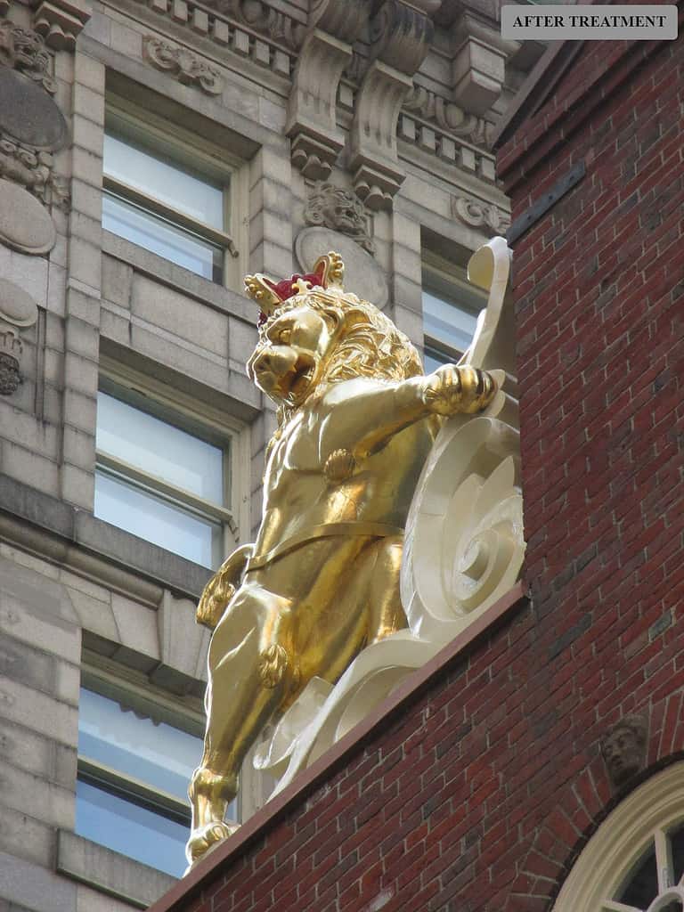 web-Lion-AT-IMG_2089